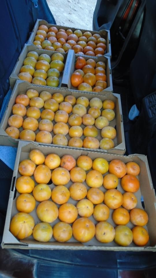 Persimmons